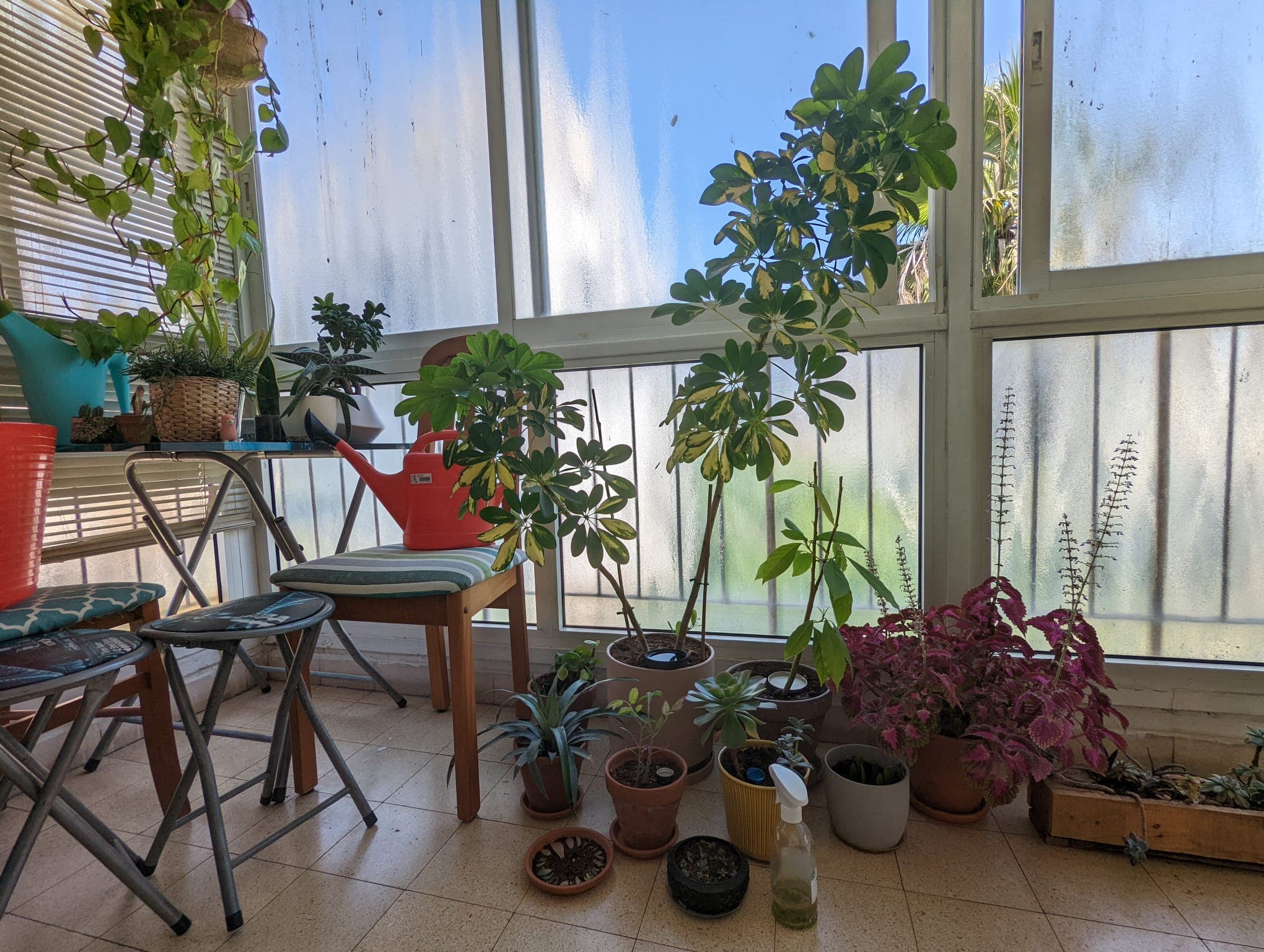 A sun-lit balcony crowded with potted plants: schefflera, coleus, succulents, snake plant, and a hanging pothos, against floor-to-ceiling windows.